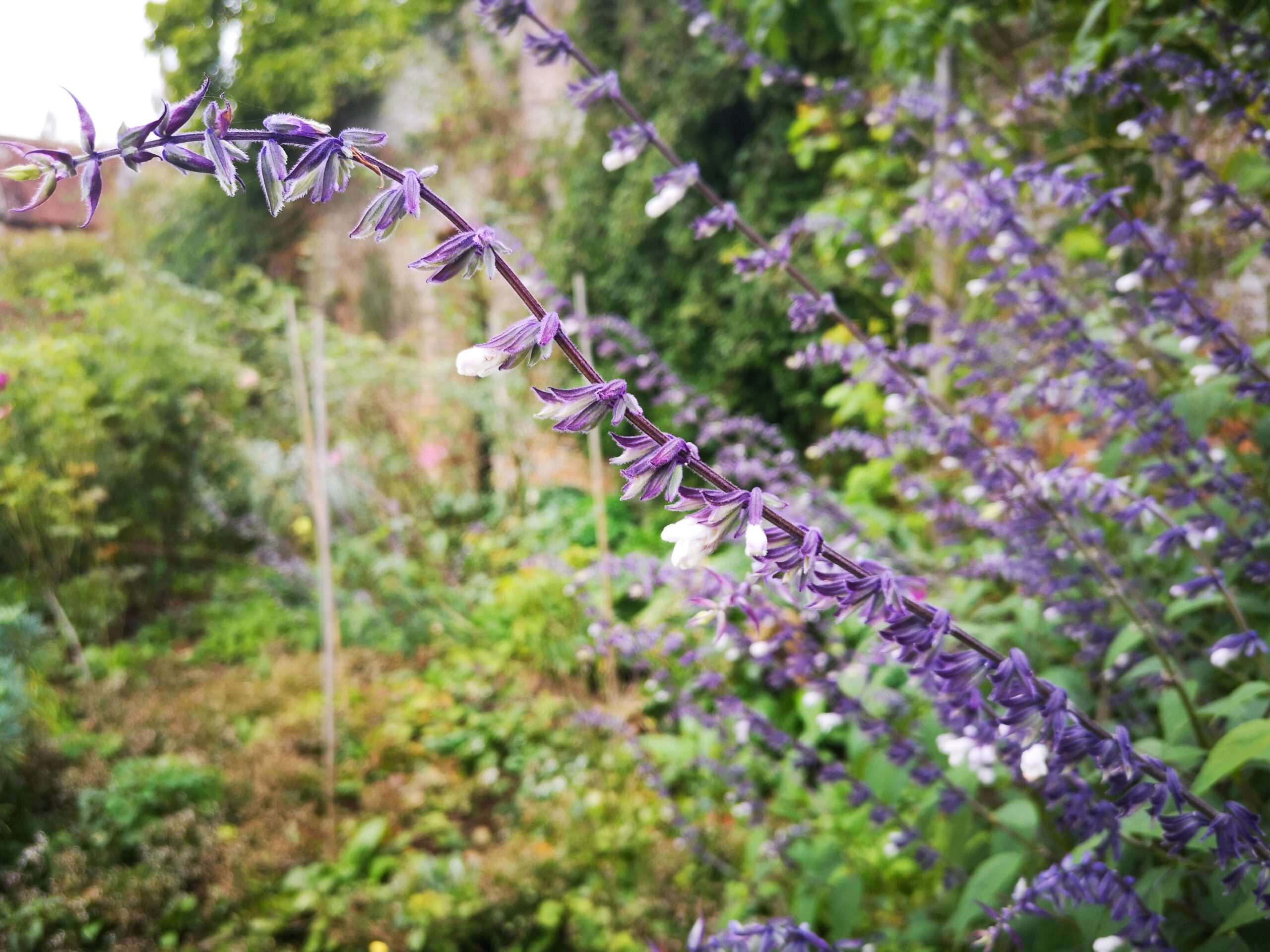Paisajismo sostenible en Asturias Jardin naturalista Asturias